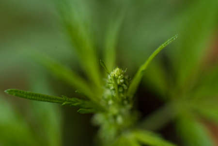 Marijuana (Spanish marijuana, marihuana), the official name of cannabis is a psychoactive drug derived from hemp, psychedelic type.の写真素材