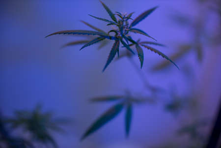 Marijuana (Spanish marijuana, marihuana), the official name of cannabis is a psychoactive drug derived from hemp, psychedelic type.の写真素材