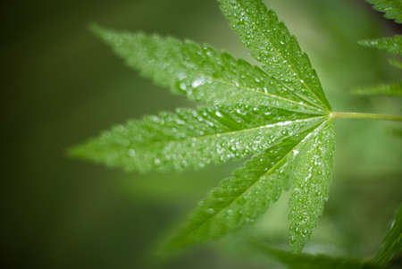 Marijuana (Spanish marijuana, marihuana), the official name of cannabis is a psychoactive drug derived from hemp, psychedelic type.の写真素材