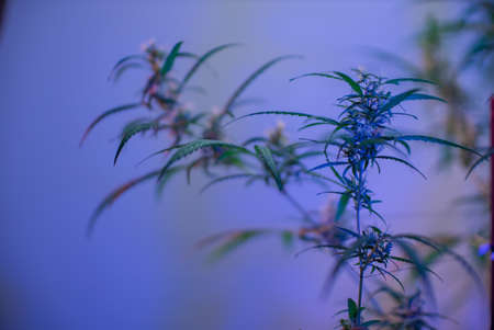 Marijuana (Spanish marijuana, marihuana), the official name of cannabis is a psychoactive drug derived from hemp, psychedelic type.の写真素材