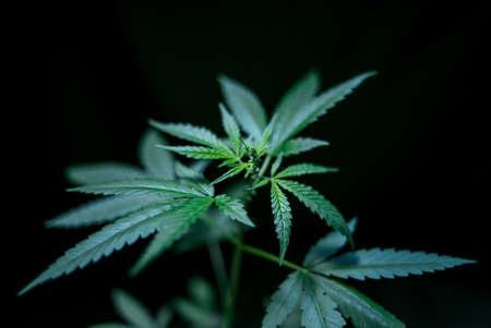 Marijuana (Spanish marijuana, marihuana), the official name of cannabis is a psychoactive drug derived from hemp, psychedelic type.の写真素材