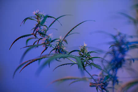 Marijuana (Spanish marijuana, marihuana), the official name of cannabis is a psychoactive drug derived from hemp, psychedelic type.の写真素材