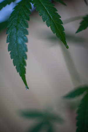 Marijuana (Spanish marijuana, marihuana), the official name of cannabis is a psychoactive drug derived from hemp, psychedelic type.の写真素材