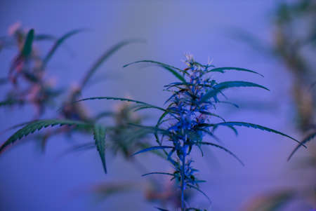 Marijuana (Spanish marijuana, marihuana), the official name of cannabis is a psychoactive drug derived from hemp, psychedelic type.の写真素材