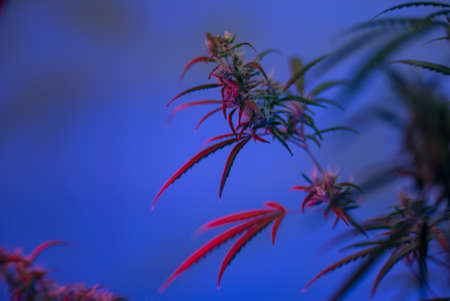 Marijuana (Spanish marijuana, marihuana), the official name of cannabis is a psychoactive drug derived from hemp, psychedelic type.の写真素材