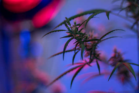 Marijuana (Spanish marijuana, marihuana), the official name of cannabis is a psychoactive drug derived from hemp, psychedelic type.の写真素材