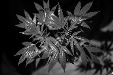 Marijuana (Spanish marijuana, marihuana), the official name of cannabis is a psychoactive drug derived from hemp, psychedelic type.の写真素材