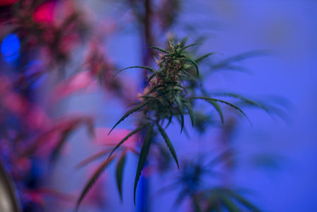 Marijuana (Spanish marijuana, marihuana), the official name of cannabis is a psychoactive drug derived from hemp, psychedelic type.の写真素材