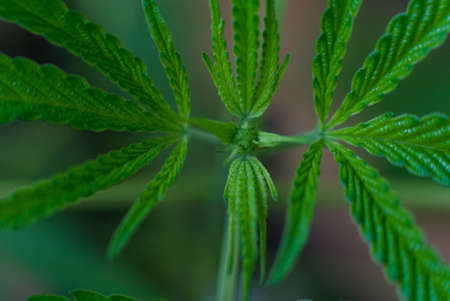 Marijuana (Spanish marijuana, marihuana), the official name of cannabis is a psychoactive drug derived from hemp, psychedelic type.の写真素材