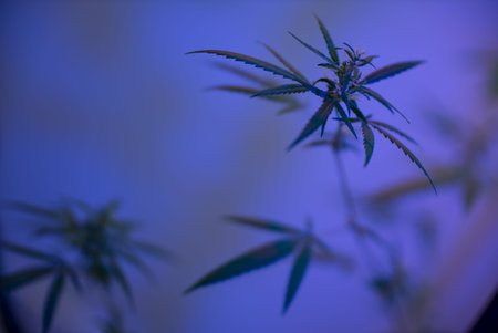 Marijuana (Spanish marijuana, marihuana), the official name of cannabis is a psychoactive drug derived from hemp, psychedelic type.の写真素材