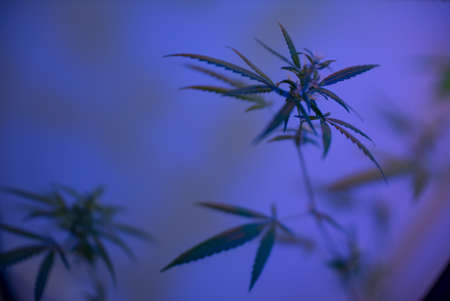 Marijuana (Spanish marijuana, marihuana), the official name of cannabis is a psychoactive drug derived from hemp, psychedelic type.の写真素材