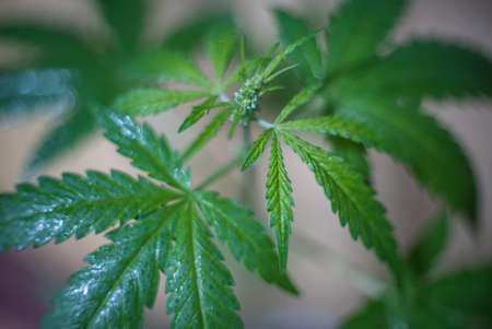 Marijuana (Spanish marijuana, marihuana), the official name of cannabis is a psychoactive drug derived from hemp, psychedelic type.の写真素材