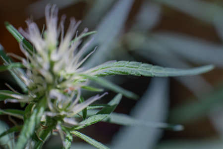 Marijuana (Spanish marijuana, marihuana), the official name of cannabis is a psychoactive drug derived from hemp, psychedelic type.の写真素材