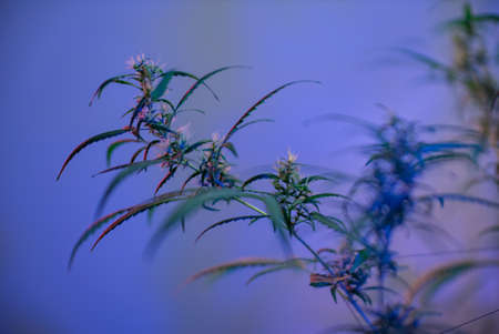 Marijuana (Spanish marijuana, marihuana), the official name of cannabis is a psychoactive drug derived from hemp, psychedelic type.の写真素材