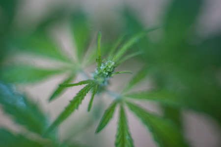 Marijuana (Spanish marijuana, marihuana), the official name of cannabis is a psychoactive drug derived from hemp, psychedelic type.の写真素材