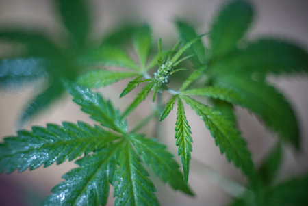 Marijuana (Spanish marijuana, marihuana), the official name of cannabis is a psychoactive drug derived from hemp, psychedelic type.の写真素材