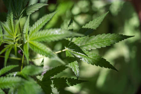 Marijuana (Spanish marijuana, marihuana), the official name of cannabis is a psychoactive drug derived from hemp, psychedelic type.の写真素材