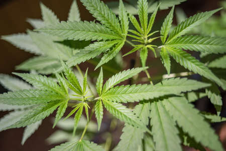 Marijuana (Spanish marijuana, marihuana), the official name of cannabis is a psychoactive drug derived from hemp, psychedelic type.の写真素材