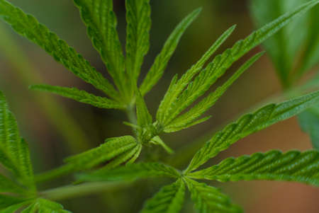 Marijuana (Spanish marijuana, marihuana), the official name of cannabis is a psychoactive drug derived from hemp, psychedelic type.の写真素材