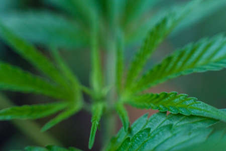 Marijuana (Spanish marijuana, marihuana), the official name of cannabis is a psychoactive drug derived from hemp, psychedelic type.の写真素材