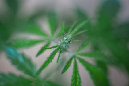 Marijuana (Spanish marijuana, marihuana), the official name of cannabis is a psychoactive drug derived from hemp, psychedelic type.の写真素材