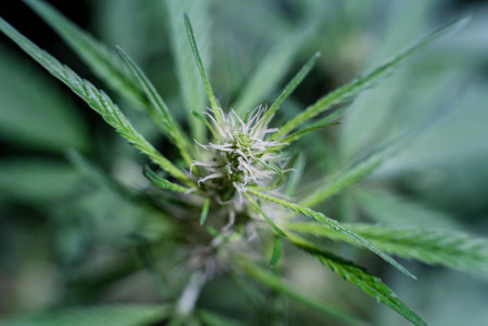 Marijuana (Spanish marijuana, marihuana), the official name of cannabis is a psychoactive drug derived from hemp, psychedelic type.の写真素材