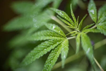 Marijuana (Spanish marijuana, marihuana), the official name of cannabis is a psychoactive drug derived from hemp, psychedelic type.の写真素材