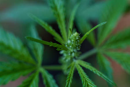 Marijuana (Spanish marijuana, marihuana), the official name of cannabis is a psychoactive drug derived from hemp, psychedelic type.の写真素材