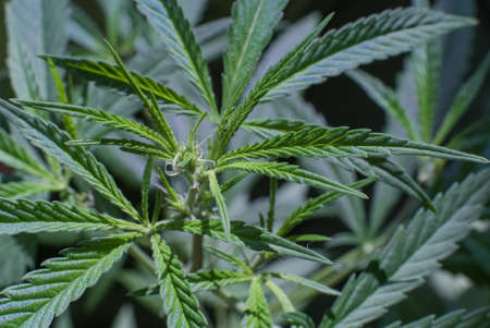 Marijuana (Spanish marijuana, marihuana), the official name of cannabis is a psychoactive drug derived from hemp, psychedelic type.の写真素材