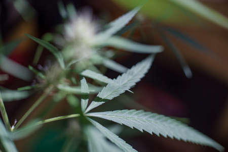 Marijuana (Spanish marijuana, marihuana), the official name of cannabis is a psychoactive drug derived from hemp, psychedelic type.の写真素材