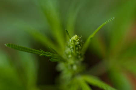 Marijuana (Spanish marijuana, marihuana), the official name of cannabis is a psychoactive drug derived from hemp, psychedelic type.の写真素材