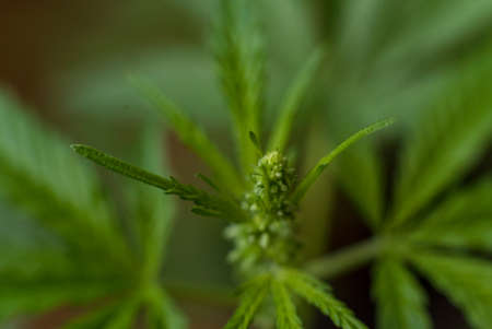 Marijuana (Spanish marijuana, marihuana), the official name of cannabis is a psychoactive drug derived from hemp, psychedelic type.の写真素材