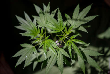 Marijuana (Spanish marijuana, marihuana), the official name of cannabis is a psychoactive drug derived from hemp, psychedelic type.の写真素材