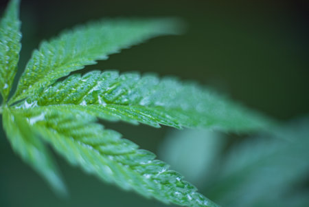 Marijuana (Spanish marijuana, marihuana), the official name of cannabis is a psychoactive drug derived from hemp, psychedelic type.の写真素材