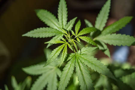 Marijuana (Spanish marijuana, marihuana), the official name of cannabis is a psychoactive drug derived from hemp, psychedelic type.の写真素材