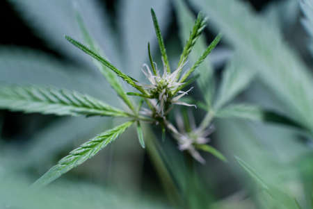 Marijuana (Spanish marijuana, marihuana), the official name of cannabis is a psychoactive drug derived from hemp, psychedelic type.の写真素材