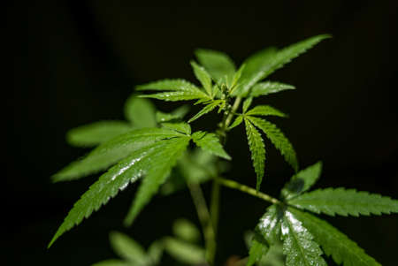 Marijuana (Spanish marijuana, marihuana), the official name of cannabis is a psychoactive drug derived from hemp, psychedelic type.の写真素材