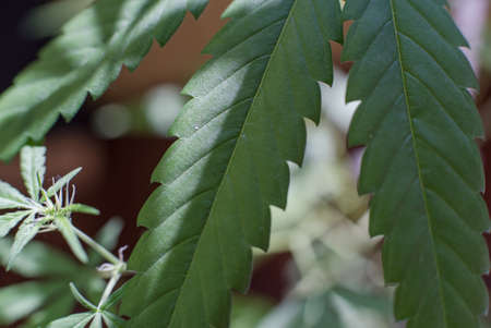 Marijuana (Spanish marijuana, marihuana), the official name of cannabis is a psychoactive drug derived from hemp, psychedelic type.の写真素材