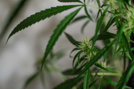 Marijuana (Spanish marijuana, marihuana), the official name of cannabis is a psychoactive drug derived from hemp, psychedelic type.の写真素材