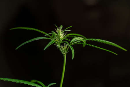 Marijuana (Spanish marijuana, marihuana), the official name of cannabis is a psychoactive drug derived from hemp, psychedelic type.の写真素材