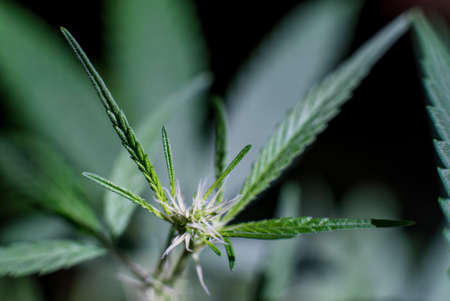 Marijuana (Spanish marijuana, marihuana), the official name of cannabis is a psychoactive drug derived from hemp, psychedelic type.の写真素材