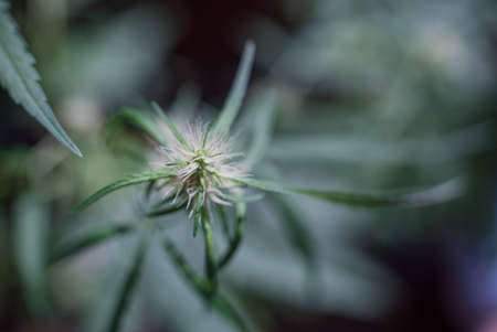 Marijuana (Spanish marijuana, marihuana), the official name of cannabis is a psychoactive drug derived from hemp, psychedelic type.の写真素材