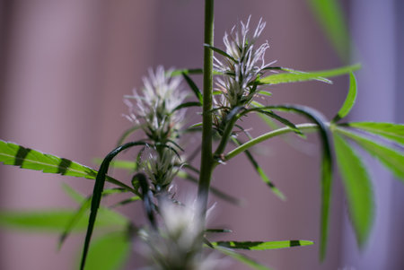 Marijuana (Spanish marijuana, marihuana), the official name of cannabis is a psychoactive drug derived from hemp, psychedelic type.の写真素材