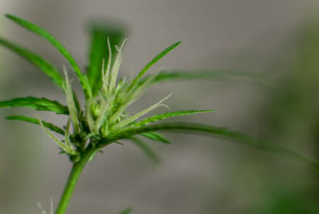 Marijuana (Spanish marijuana, marihuana), the official name of cannabis is a psychoactive drug derived from hemp, psychedelic type.の写真素材