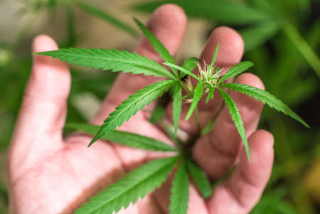 Marijuana (Spanish marijuana, marihuana), the official name of cannabis is a psychoactive drug derived from hemp, psychedelic type.の写真素材