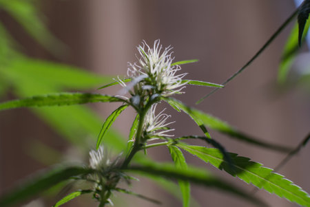 Marijuana (Spanish marijuana, marihuana), the official name of cannabis is a psychoactive drug derived from hemp, psychedelic type.の写真素材