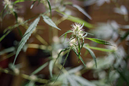 Marijuana Spanish marijuana, marihuana, the official name of cannabis is a psychoactive drug derived from hemp, psychedelic type.の写真素材