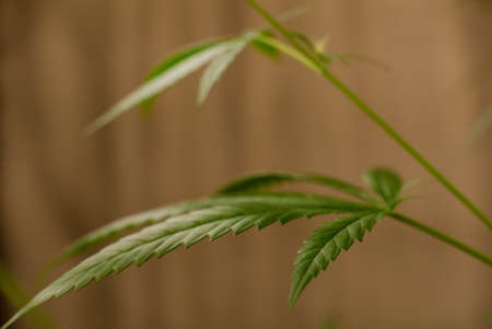 Marijuana Spanish marijuana, marihuana, the official name of cannabis is a psychoactive drug derived from hemp, psychedelic type.の写真素材