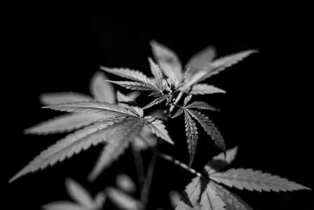 Marijuana Spanish marijuana, marihuana, the official name of cannabis is a psychoactive drug derived from hemp, psychedelic type.の写真素材