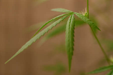 Marijuana Spanish marijuana, marihuana, the official name of cannabis is a psychoactive drug derived from hemp, psychedelic type.の写真素材